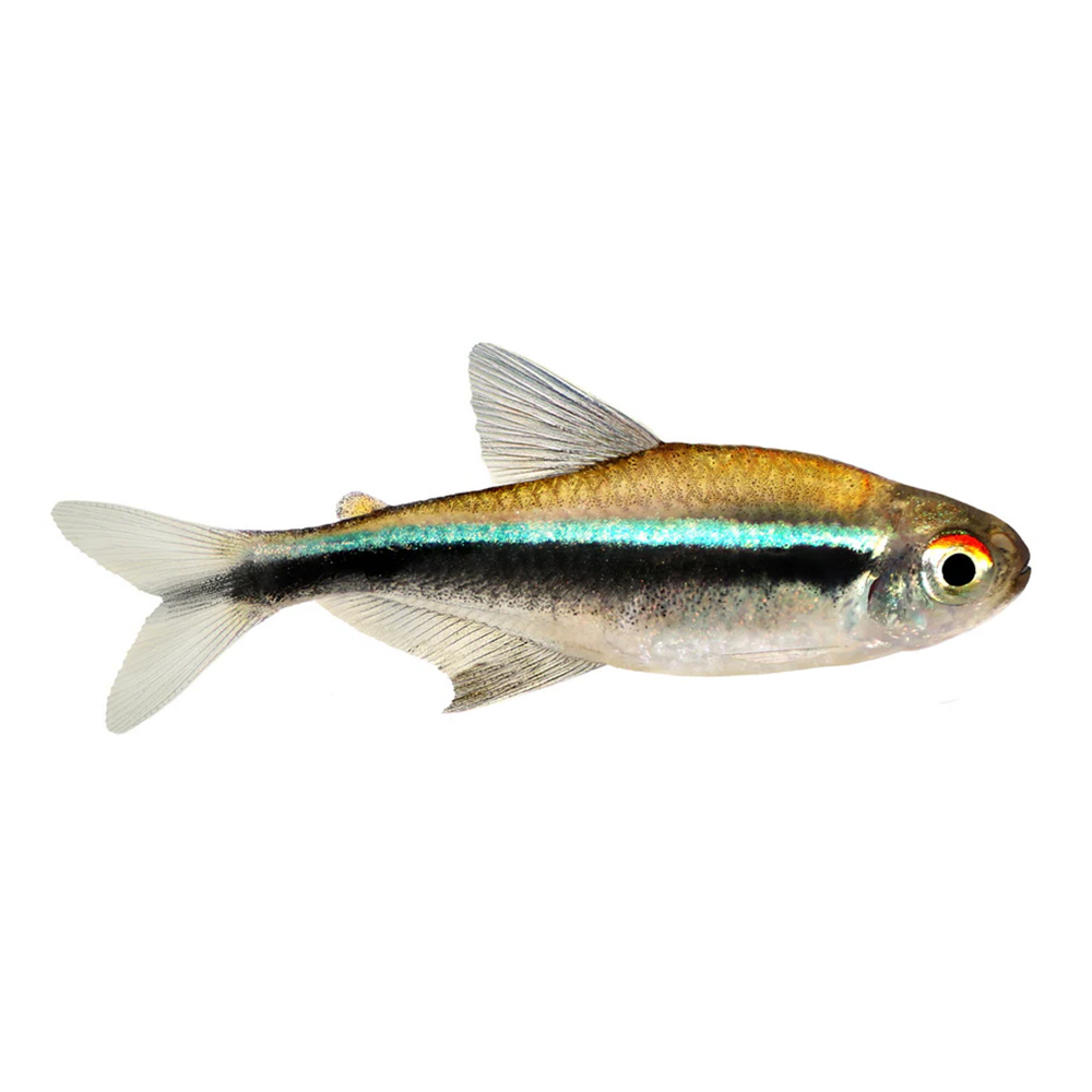 Black Neon Tetra