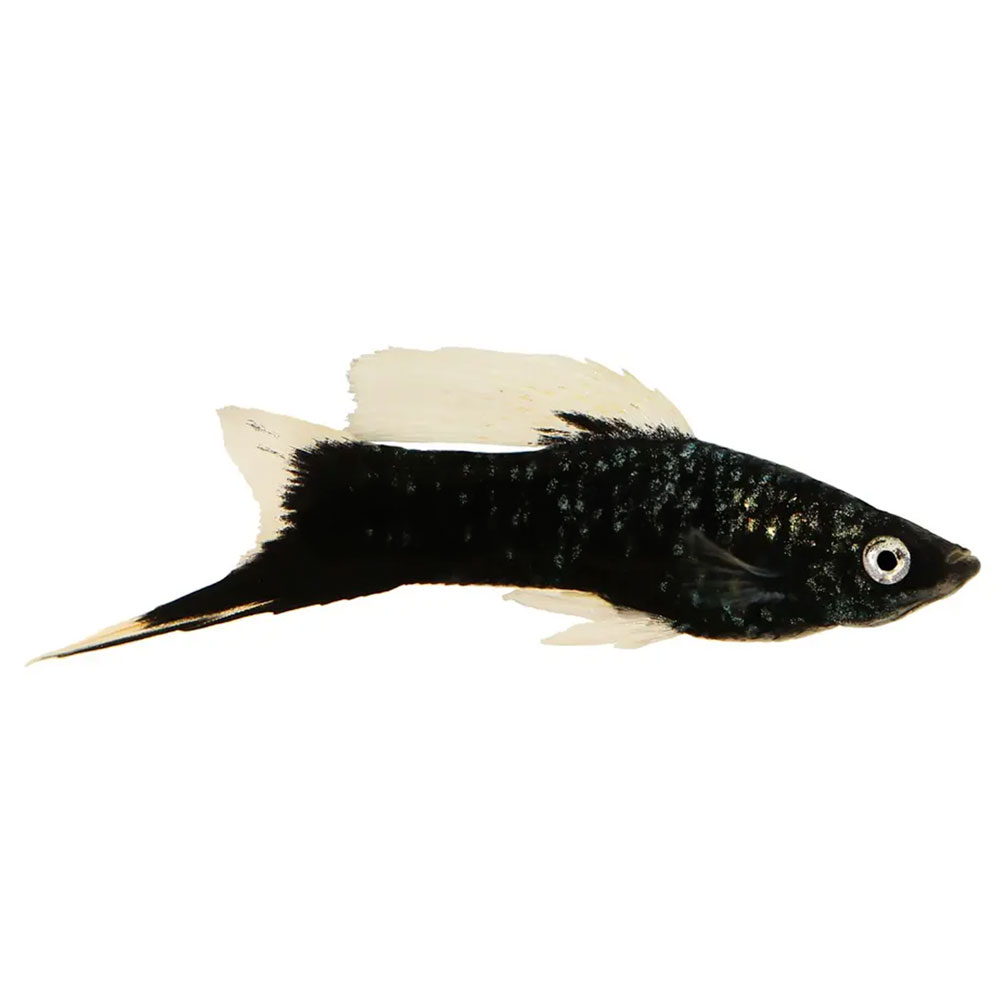 Black Swordtail