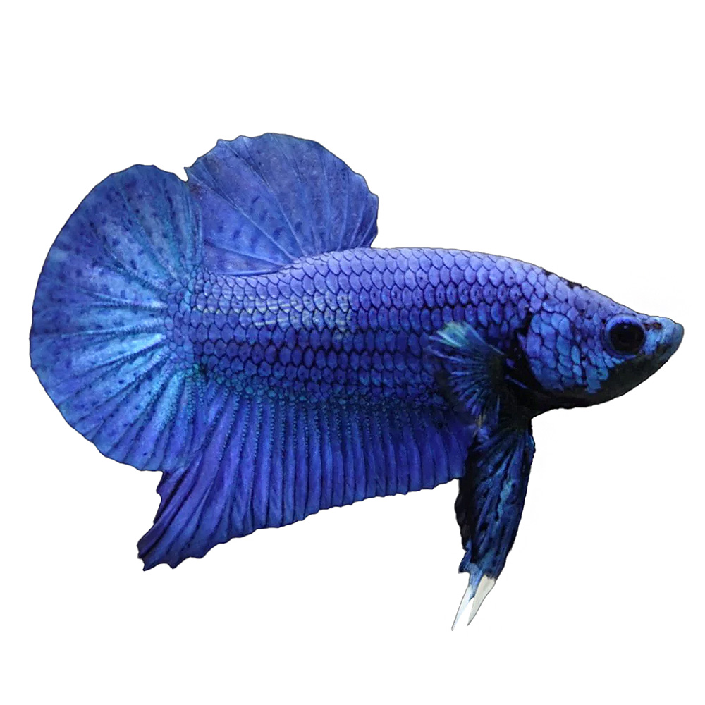 Blue Betta