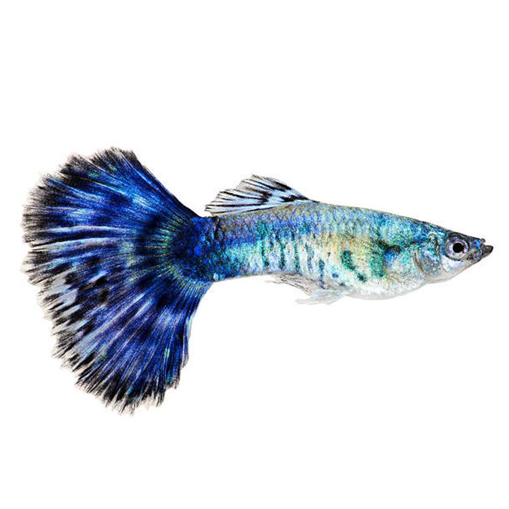 Blue Guppy
