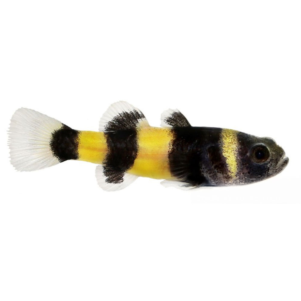 Bumblebee Goby
