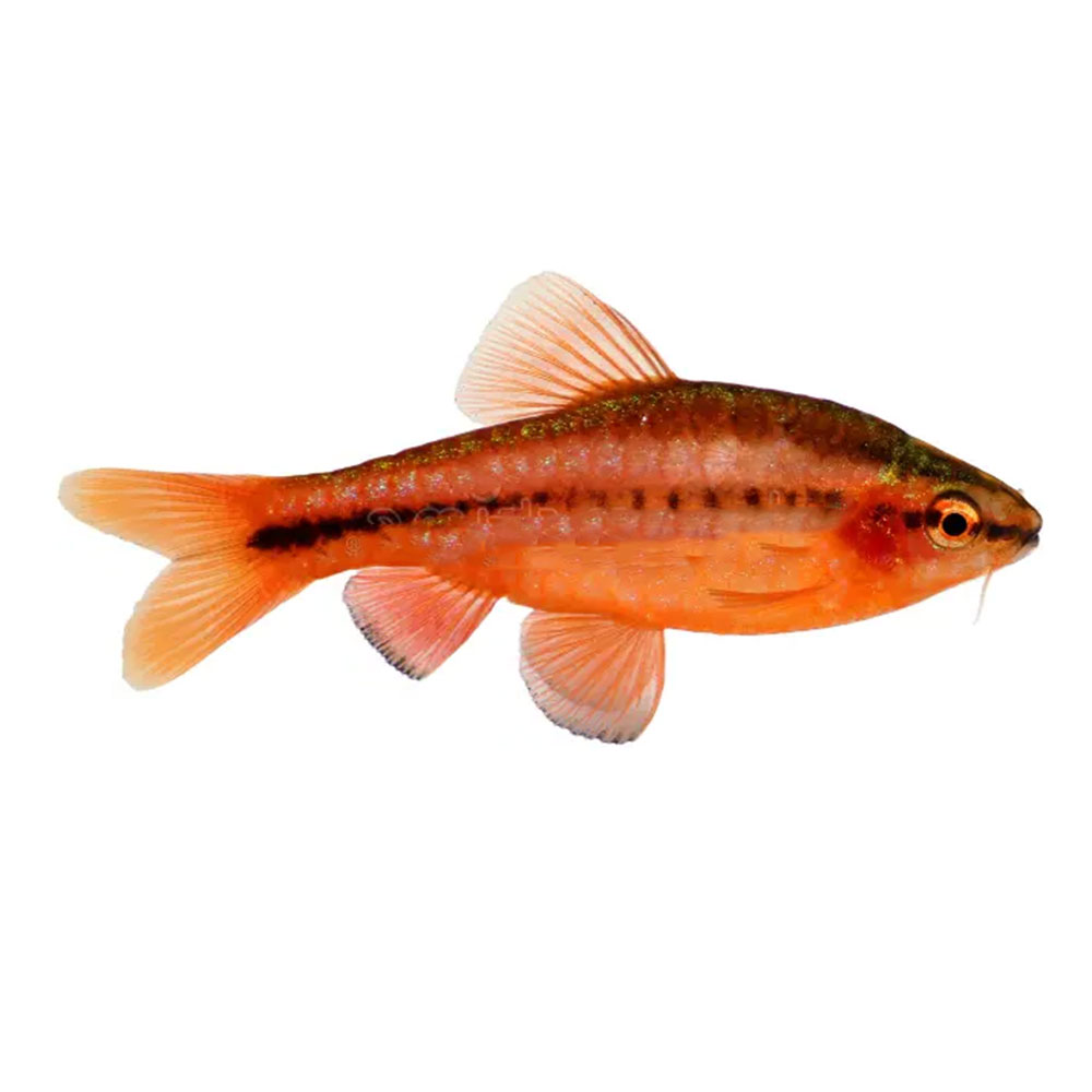 Cherry Barb