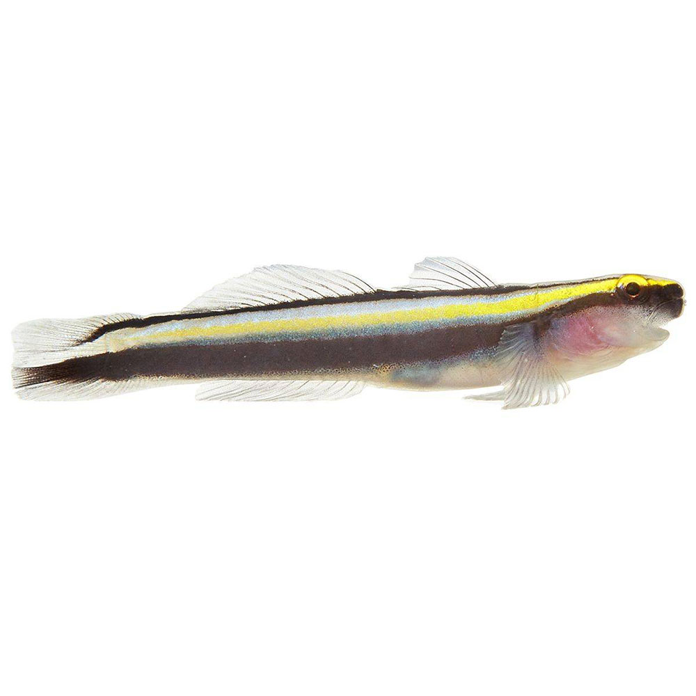 Cobalt Goby