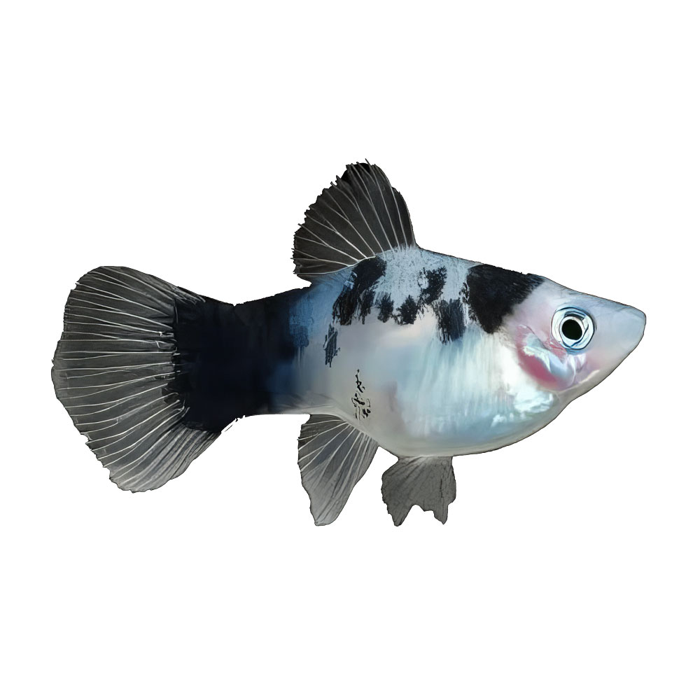 Dalmatian Platy