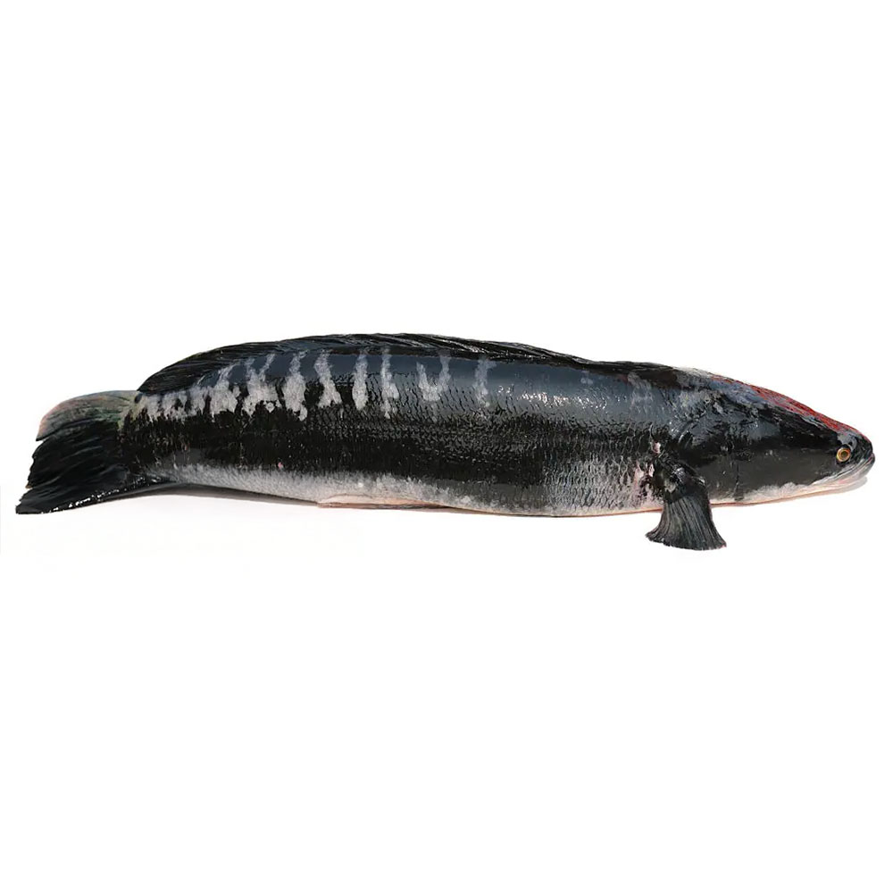 Giant Snakehead