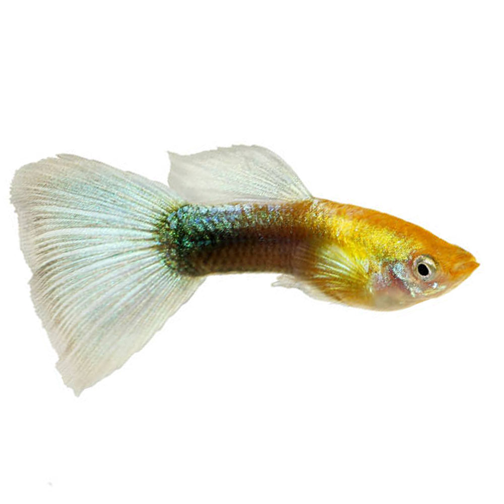 Golden Guppy