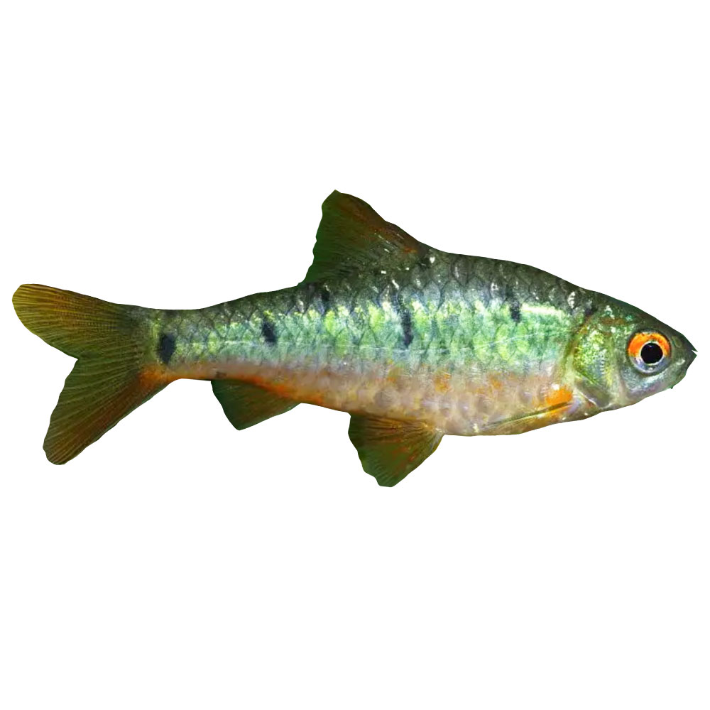 Green Barb