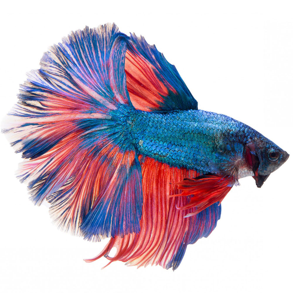 Halfmoon Betta