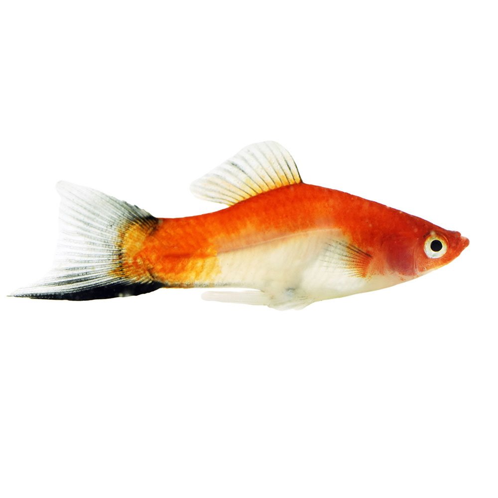 Koi Swordtail