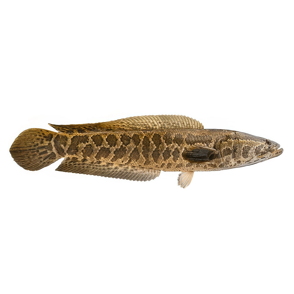Oriental Snakehead