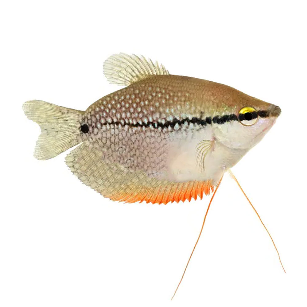 Pearl Gourami