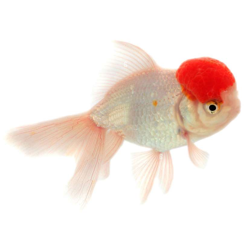 Red Cap Oranda Goldfish