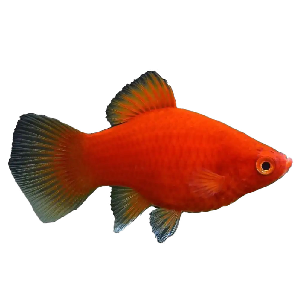 Red Platy