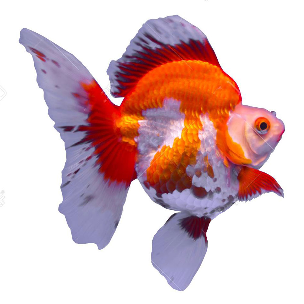 Ryukin Goldfish