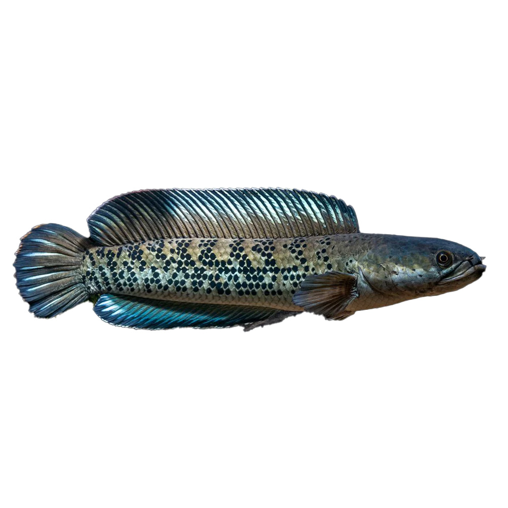 Stewartii Snakehead