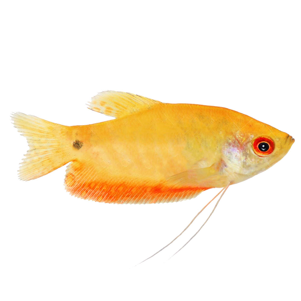 Marigold Gourami