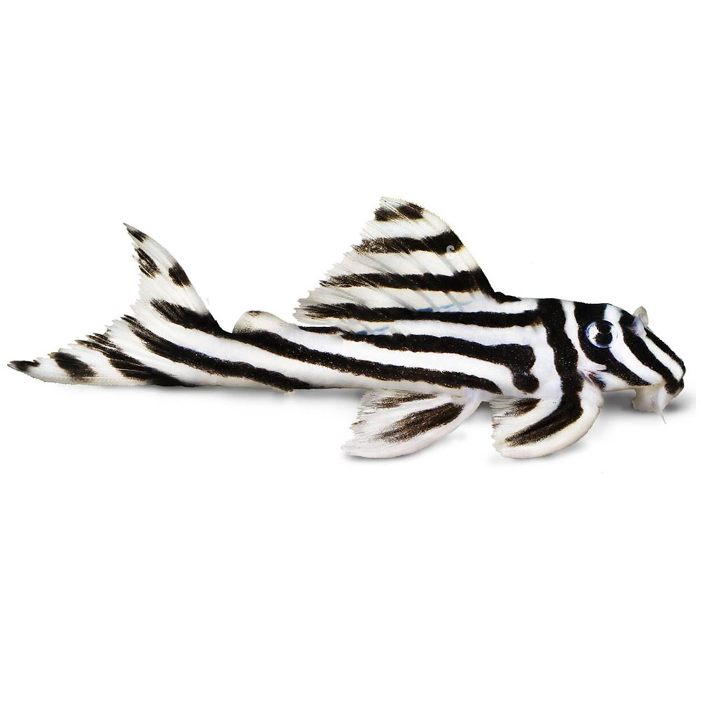 L46 – Zebra Pleco