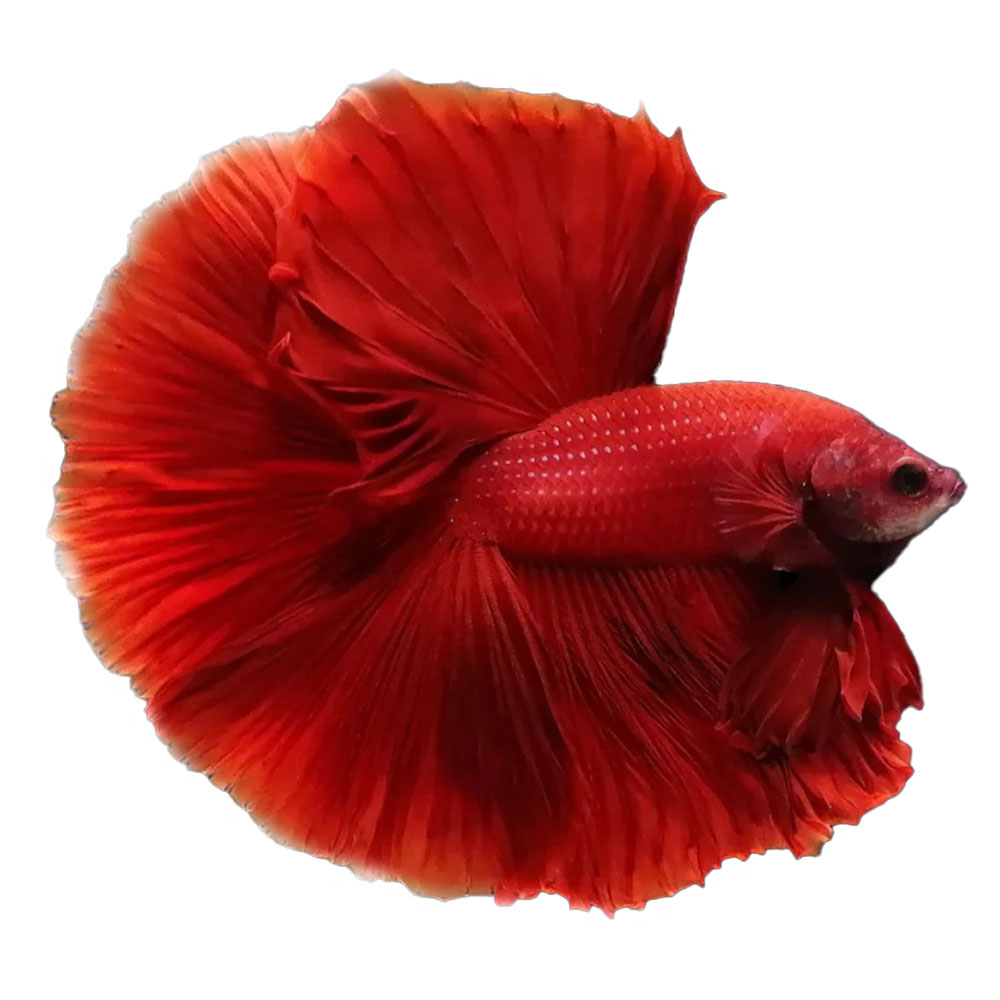 Red Betta