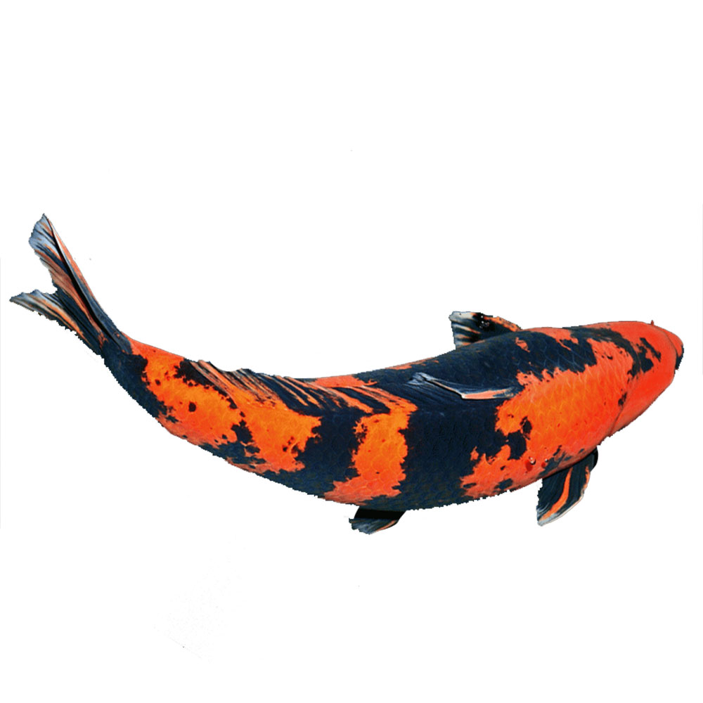Tiger Koi